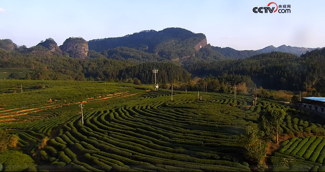大红袍有机茶种植