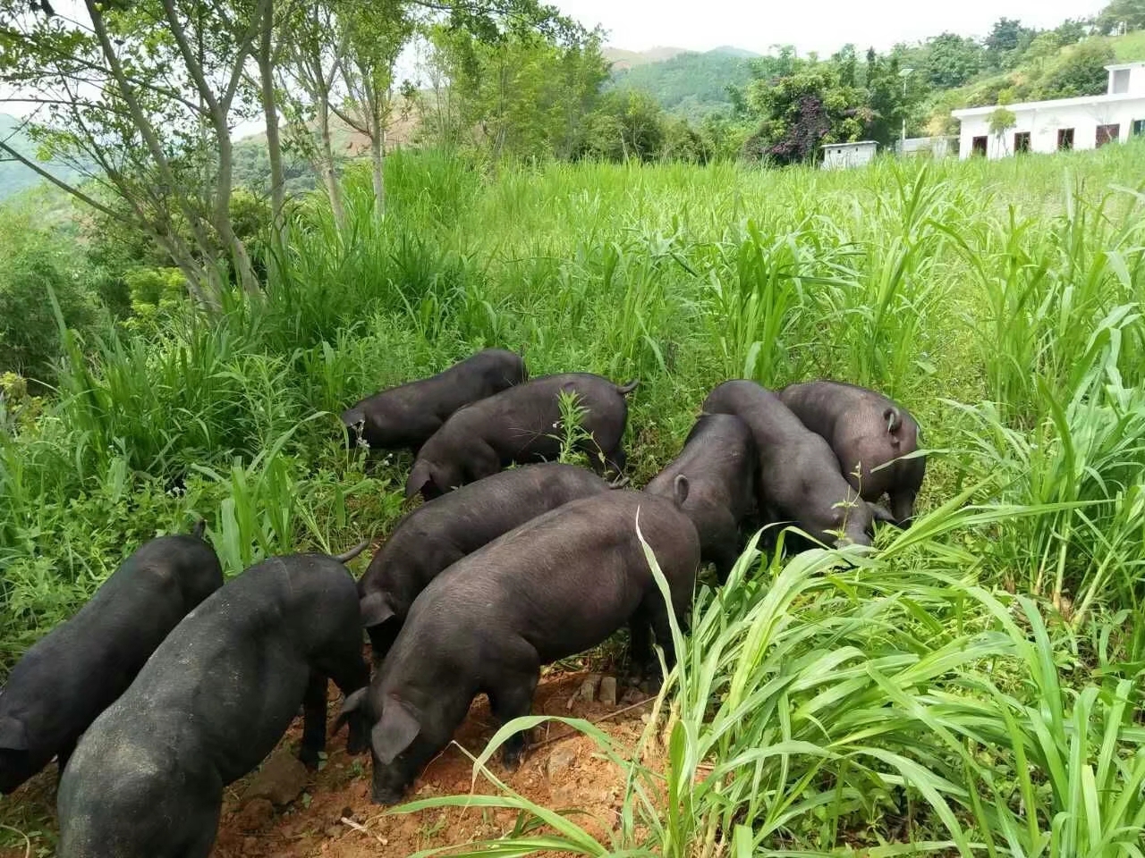 隆林黑猪(生猪肉)