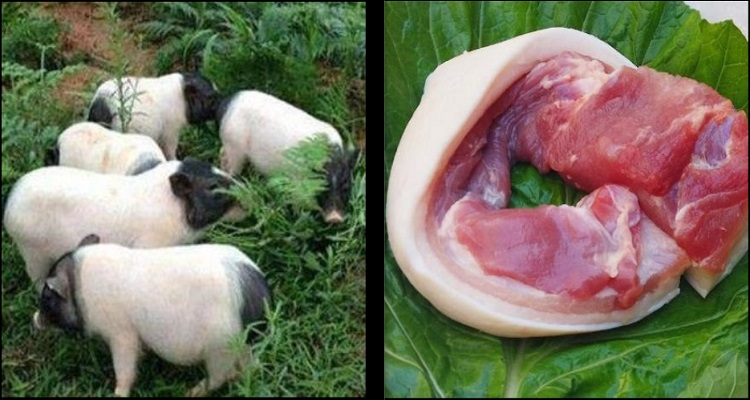 散养牧草香猪一头(烤猪)