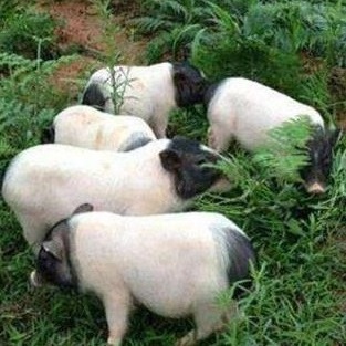 散养牧草香猪一头(烤猪)